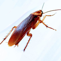 Tratamiento de cucarachas : Una plaga urbana difícil de combatir