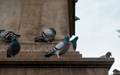 Palomas